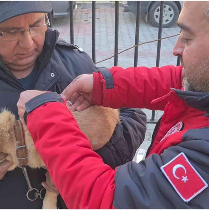 Muğla’da 37 Bin Havyana Mikroçip Takıldı