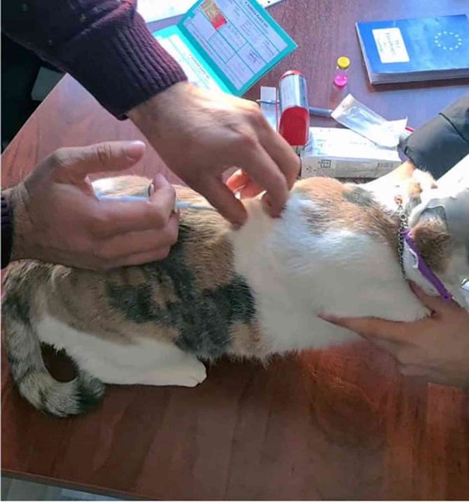 Muğla’da 37 Bin Havyana Mikroçip Takıldı