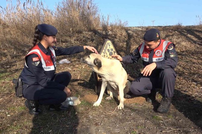 Jandarma Ekipleri, Sokak Hayvanları İçin Kulübe Yaptı