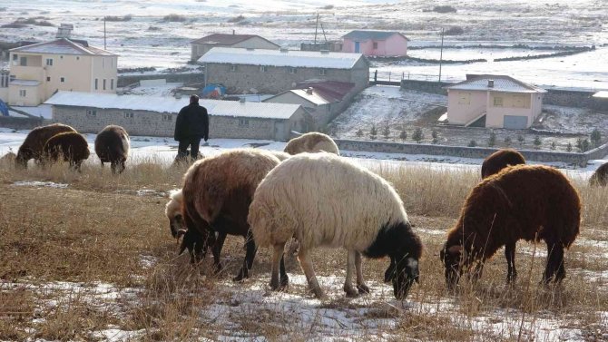 Kış Ayında Sıcak Hava, Hayvanlarını Merada Otlatan Besicileri Sevindirdi