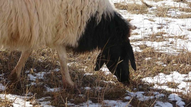 Kış Ayında Sıcak Hava, Hayvanlarını Merada Otlatan Besicileri Sevindirdi