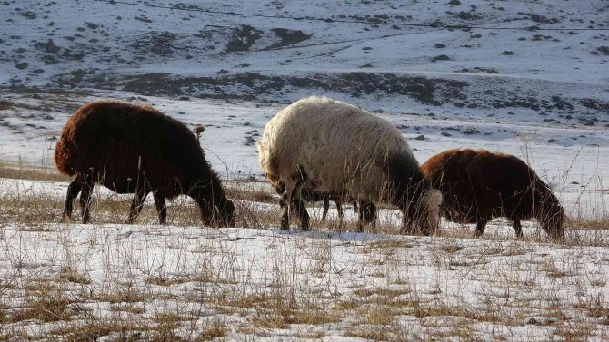 Kış Ayında Sıcak Hava, Hayvanlarını Merada Otlatan Besicileri Sevindirdi