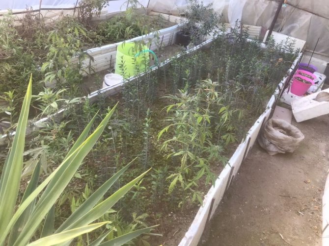 Manisa’da Jandarma Hem Esrar Hem De Tarihi Eser Ele Geçirdi