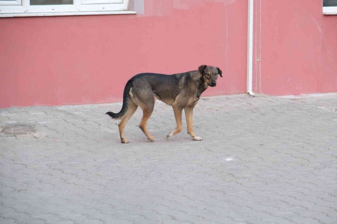 Köpeklerin Saldırısına Uğrayan Bir Kişi Düşerek Yaralandı