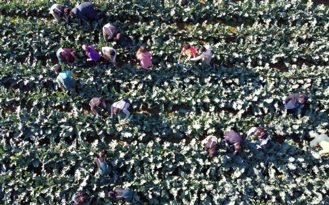 Üretime Geçen Tarım Lisesi Öğrencileri Sebze Hasadı Yaptı