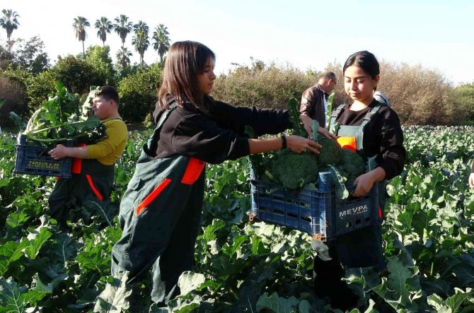 Üretime Geçen Tarım Lisesi Öğrencileri Sebze Hasadı Yaptı
