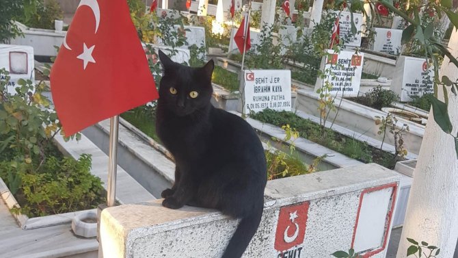 Kedi, Şehitlikteki Türk Bayrağını Öptü
