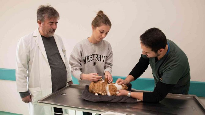 Sü Küçük Hayvan Hastanesi, 20 Bin 250 Can Dosta Şifa Oldu