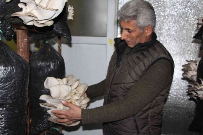 Şırnaklı Girişimci Hurda Demirlerden Mantar Üretim Tesisi Kurdu