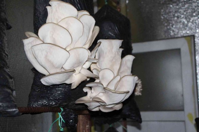 Şırnaklı Girişimci Hurda Demirlerden Mantar Üretim Tesisi Kurdu