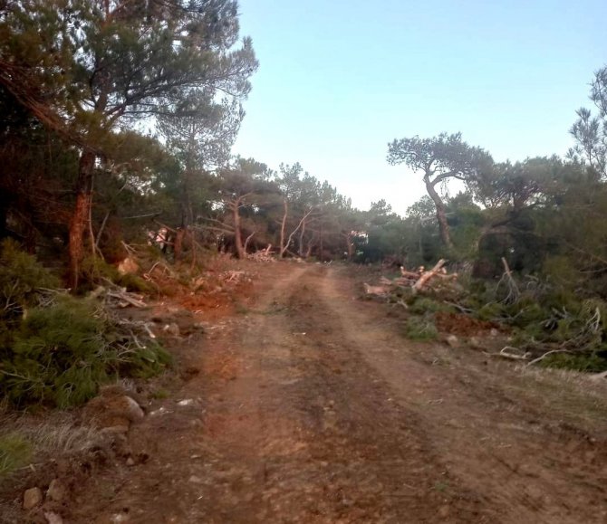 Ormanda Yeni Emniyet Yolları Açılıyor