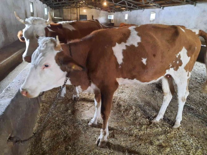 Bingöl’de 2022 Yılında Orman Köylerine 3,5 Milyon Lira Destek Verildi