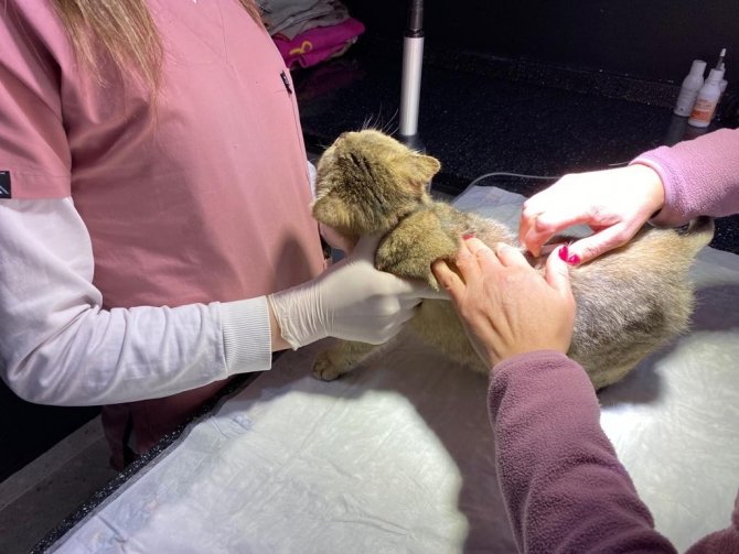 Çip Uygulaması Birçok Fayda Sağlayacak