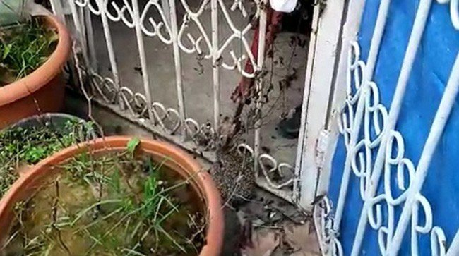 Demir Korkuluğa Sıkışan Kirpinin Yardımına İtfaiye Yetişti