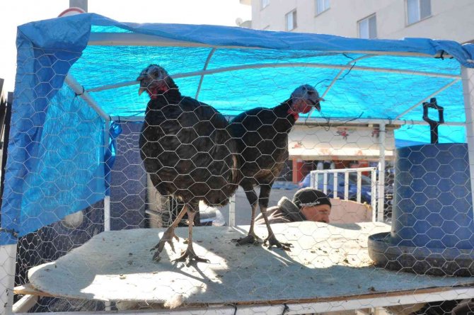 Kars’ta Yılbaşı Hindileri El Yakıyor
