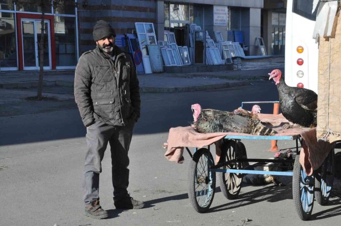 Kars’ta Yılbaşı Hindileri El Yakıyor