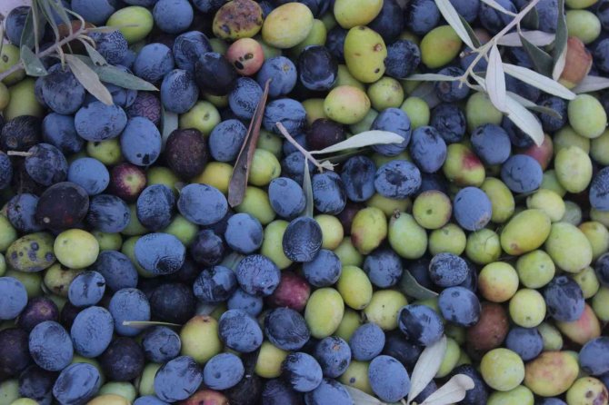 Anne Babaları Dikmişti, Çocukları Hasat Yaptı