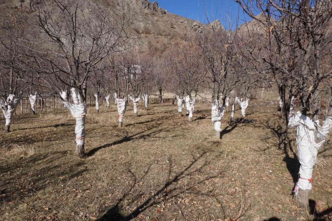 Tavşanlar Köylülerin Korkulu Rüyası Oldu, Çiftçi Torbalı Önlem Aldı