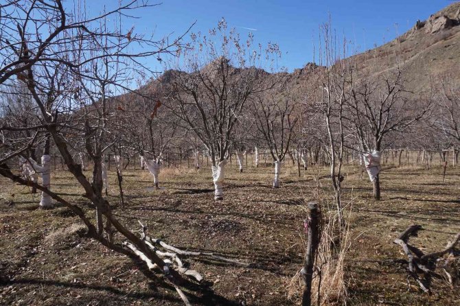 Tavşanlar Köylülerin Korkulu Rüyası Oldu, Çiftçi Torbalı Önlem Aldı