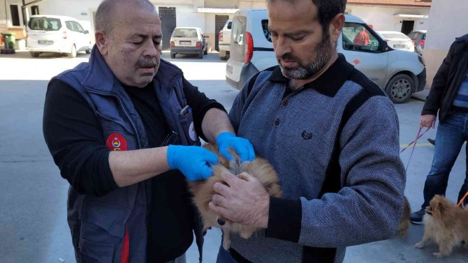 Efeler’de 3 Bin Evcil Hayvan Çiplendi