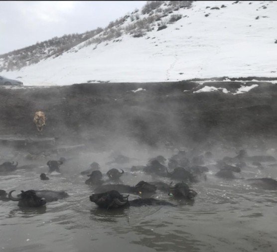Güroymak’ta Çekilen “Madak” Belgeseline Büyük İlgi