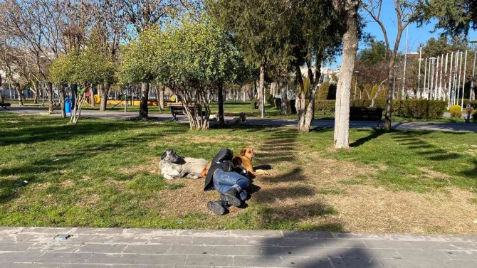 Diyarbakır’da İç Isıtan Görüntü: Başını Sokak Köpeğine Yaslayarak Uyudu