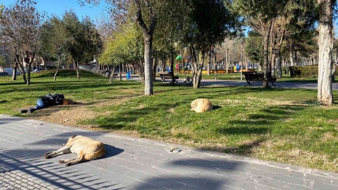 Diyarbakır’da İç Isıtan Görüntü: Başını Sokak Köpeğine Yaslayarak Uyudu