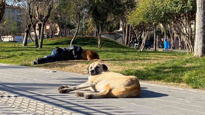 Diyarbakır’da İç Isıtan Görüntü: Başını Sokak Köpeğine Yaslayarak Uyudu