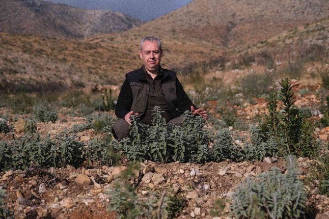 Gerence’den Yanık Kokusu Yerine Adaçayı Ve Kekik Kokuları Geliyor