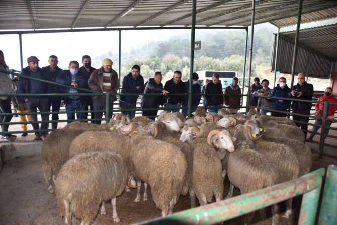 Manisa Büyükşehir Belediyesinden Üreticiye Damızlık Koç Ve Teke Desteği