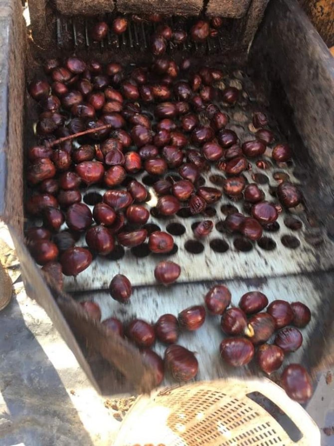 Sarıgöl’de Yılın Son Kestane Hasadı Yapıldı