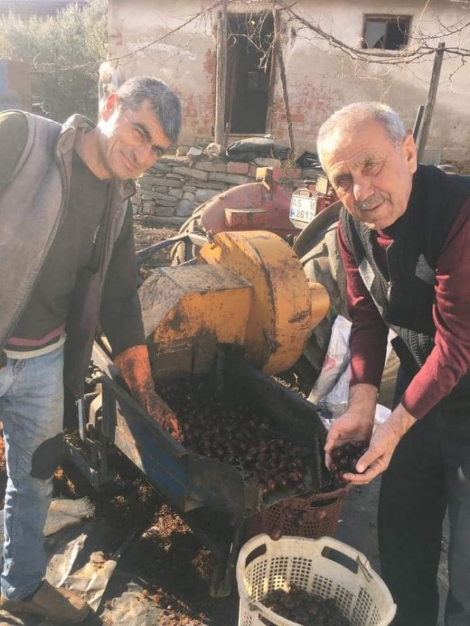 Sarıgöl’de Yılın Son Kestane Hasadı Yapıldı