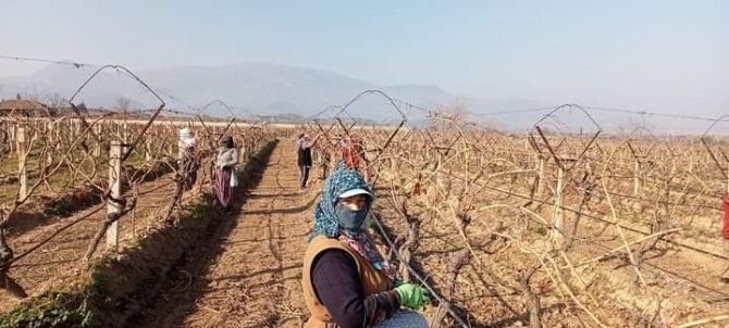 Sarıgöl’de Üzüm Bağlarında Hummalı Çalışma Başladı