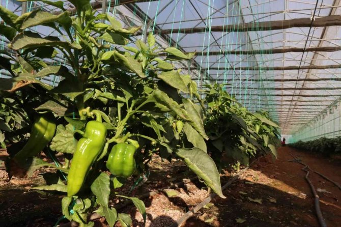 Şanlıurfa’da Kadınlar Yeni Yıla İsot Hasadıyla Başladı