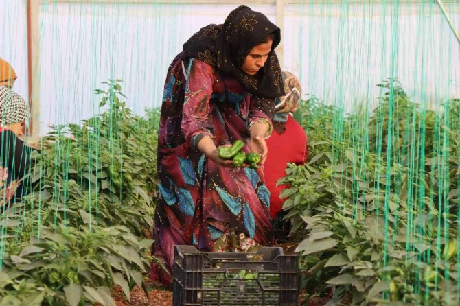 Şanlıurfa’da Kadınlar Yeni Yıla İsot Hasadıyla Başladı