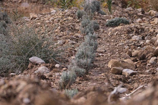 Gerence’den Yanık Kokusu Yerine Adaçayı Ve Kekik Kokuları Geliyor