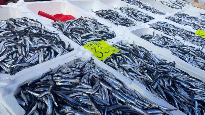 Zonguldak’ta Hamsi Bereketi