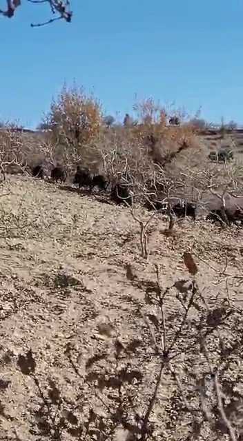 Domuz Sürüsü Görüntülendi