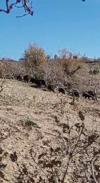 Domuz Sürüsü Görüntülendi