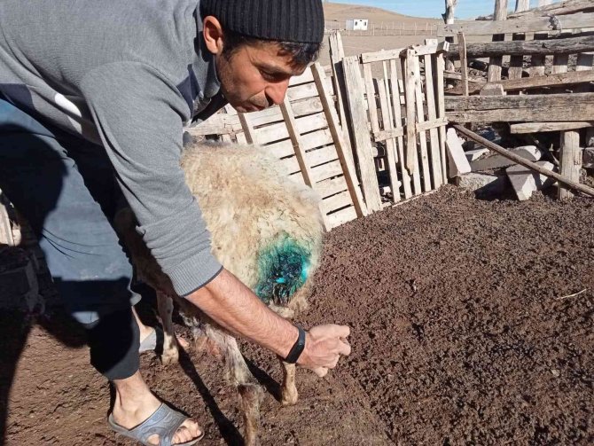 Başıboş Sokak Köpekleri 9 Koyunu Telef Etti
