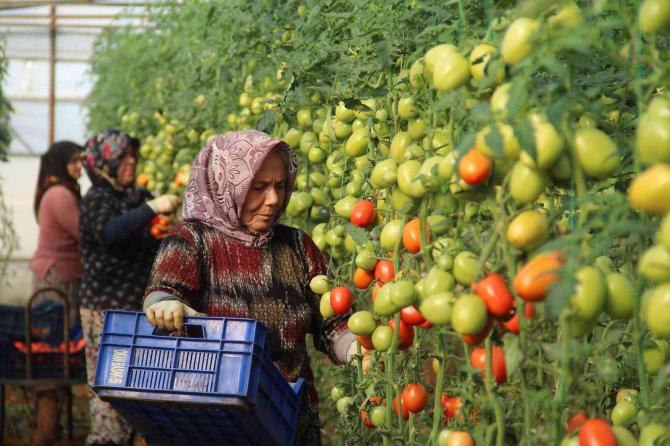 Aralık Ayında Domates Üretimindeki Düşüş Fiyatlara Artış Olarak Yansıdı