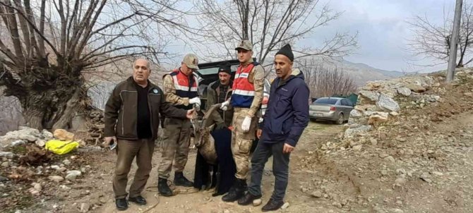 Tedavisi Tamamlanan Dağ Keçisi Doğaya Salındı