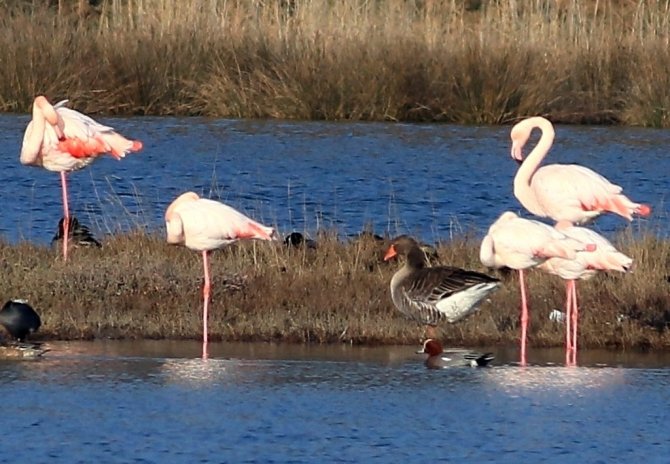 Hersek Lagünü’ndeki Kuş Türü Sayısı 250’ye Ulaştı