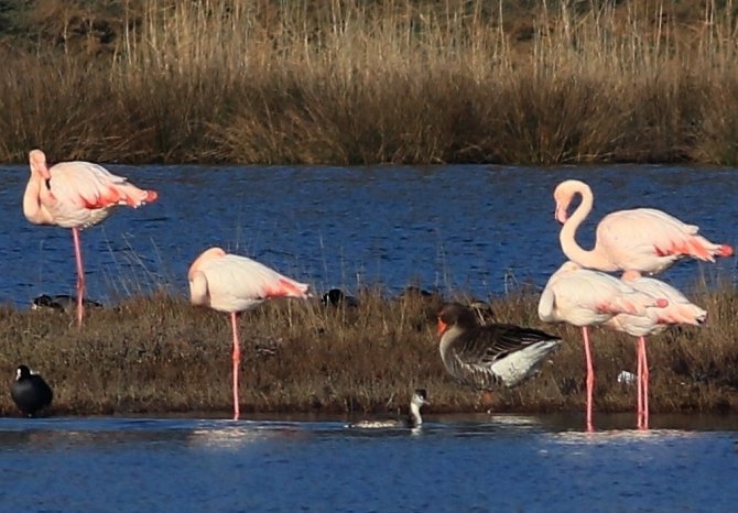 Hersek Lagünü’ndeki Kuş Türü Sayısı 250’ye Ulaştı