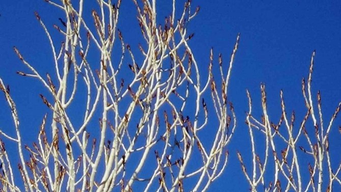 Ocak Ayında Ağaçlar Yeşerdi