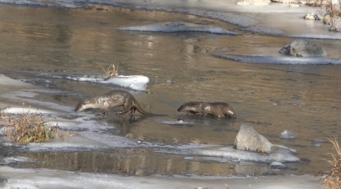 Kars’ta Su Samurları Görüntülendi
