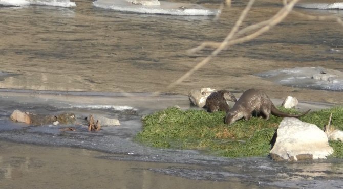Kars’ta Su Samurları Görüntülendi