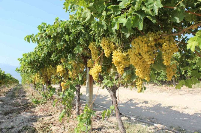 Üzümde Rakip Ülke Sayısı Arttı, İhracatta Düşüş Yaşandı