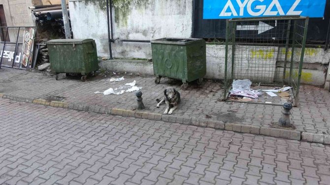 Sokak Köpeği Isırdı, Kuduz Aşısı Olmak İçin 100 Kilometre Yol Gitti