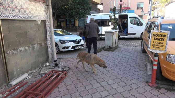 Sokak Köpeği Isırdı, Kuduz Aşısı Olmak İçin 100 Kilometre Yol Gitti